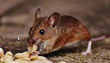 24 Hour & Emergency Exterminators in Bassett, WI